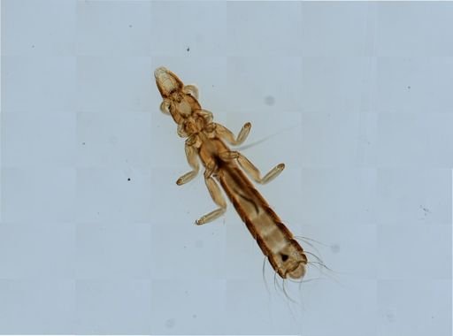 Columbicola columbae