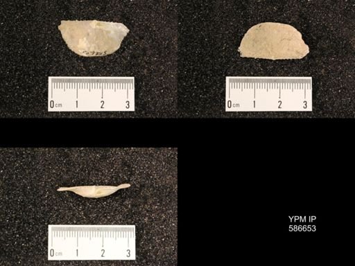 Chonetes granulifer