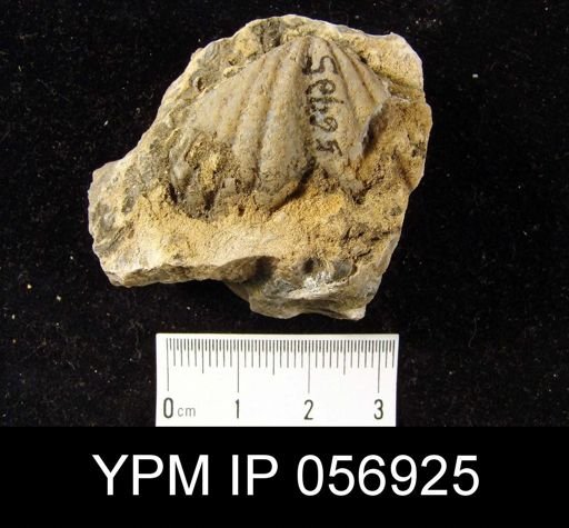 Spirifer cyclopterus