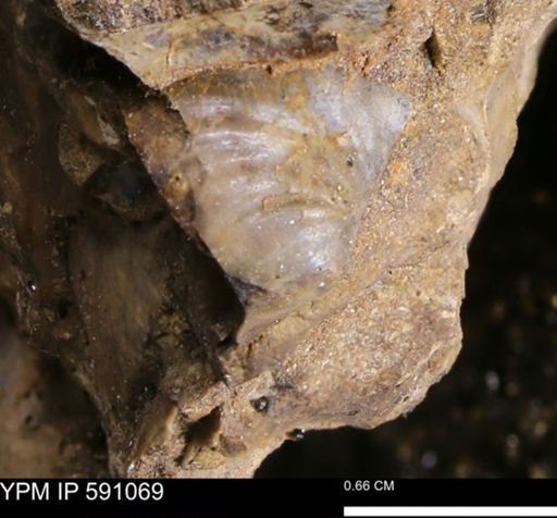 Inoceramus sp.