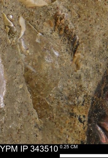 undet. Bivalvia