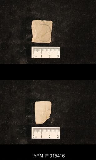 undet. Grylloblattida