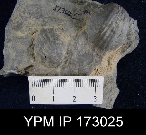Leiorhynchus sinuatum