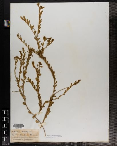 Polygala