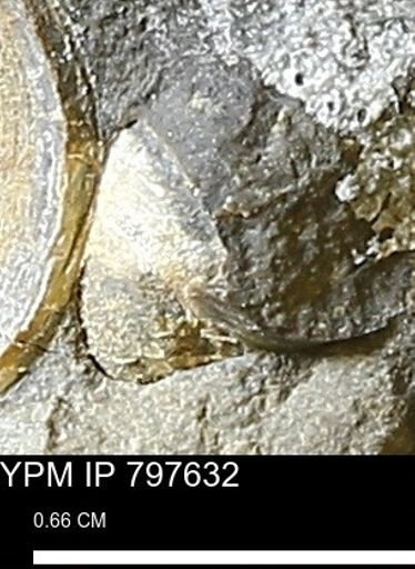 undet. Mollusca