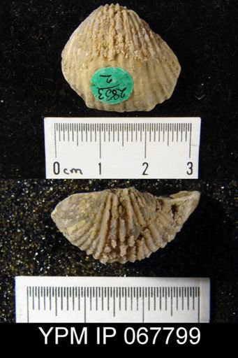 Anastrophia verneuili