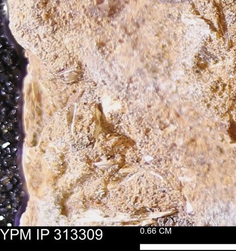 Corbicula sp.