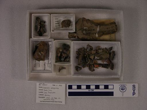 Cladosictis