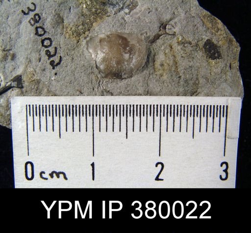 Pholidostrophia sp.