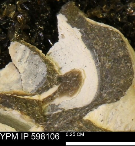 Limopsis striatopunctatus