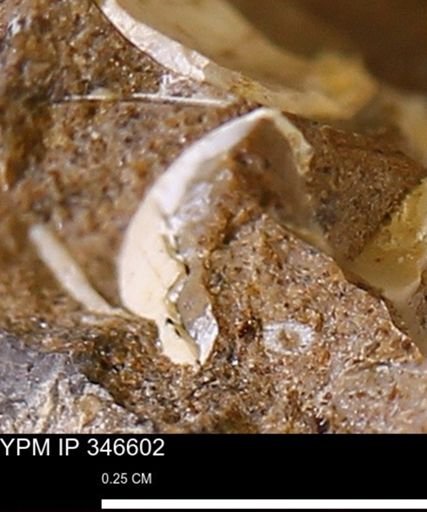undet. Mollusca