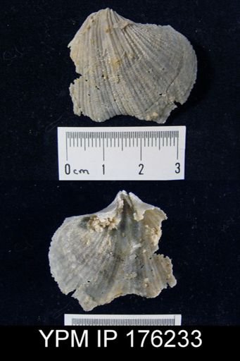 Spirifer (Neospirifer) huecoensis