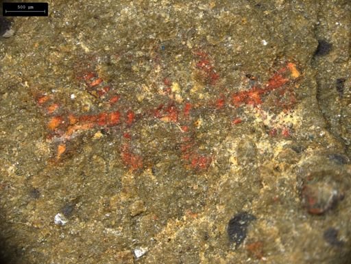 undet. Lobopodia