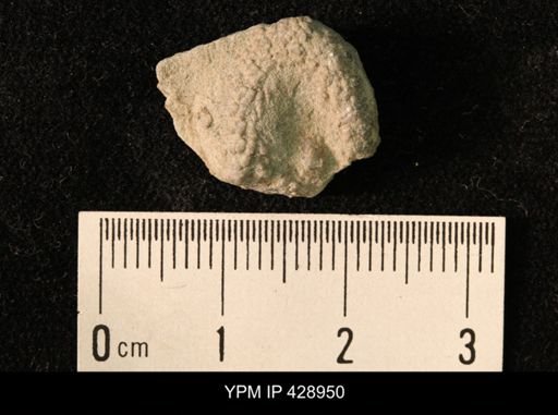 Onychaster sp.