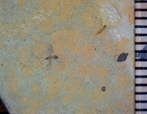 undet. Diptera