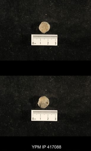 Euphemites carbonarius