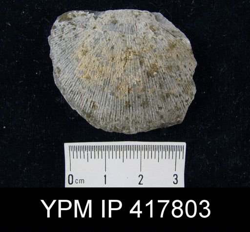 Schuchertella woolworthanus