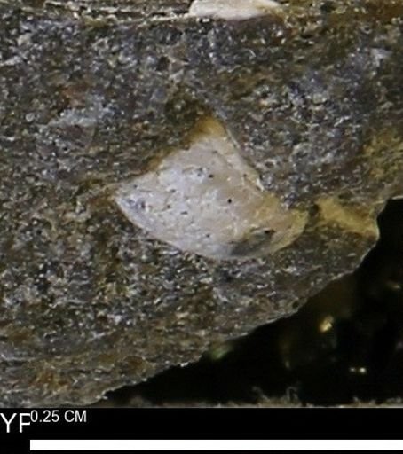 Limopsis striatopunctatus