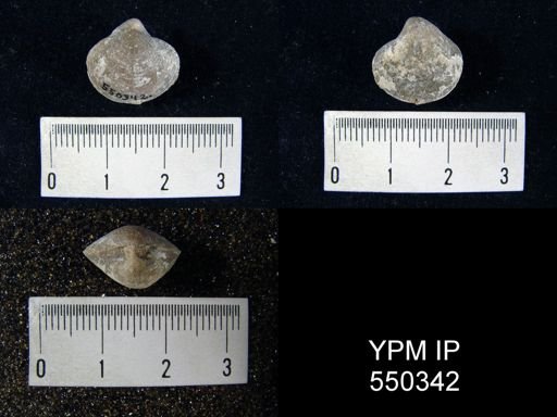 Reticularia perplexa
