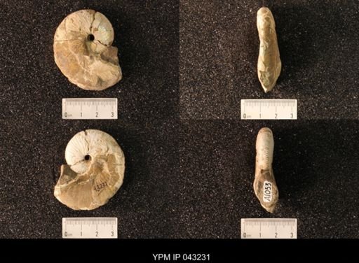 Hoploscaphites nicolletii