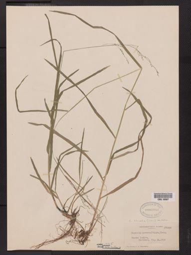Glyceria striata
