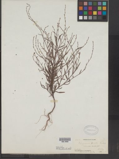 Polygonum tenue