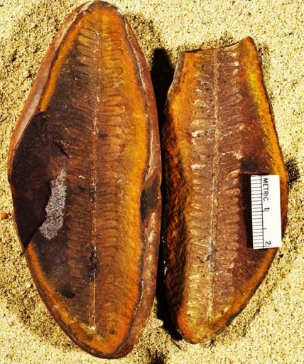 Pecopteris sp.