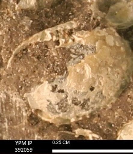 Protocardia sp.