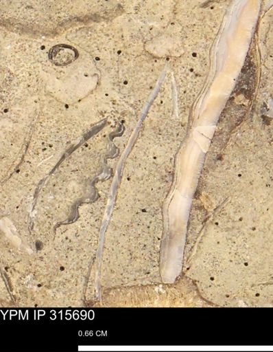 Mollusca