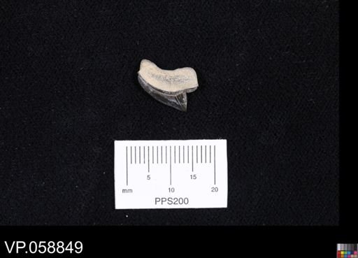 Squalicorax sp.