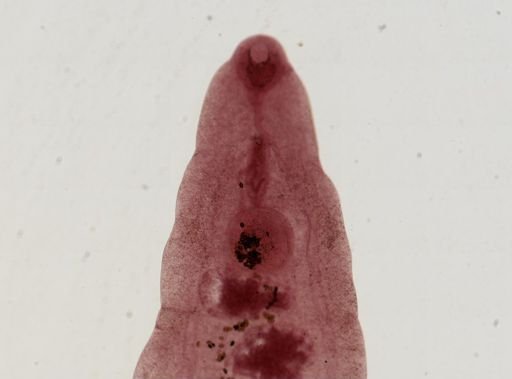 Dicrocoelium dendriticum