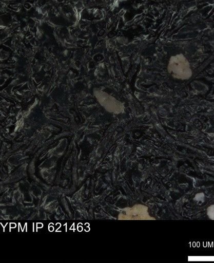 undet. Foraminiferida
