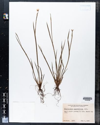 Sisyrinchium angustifolium
