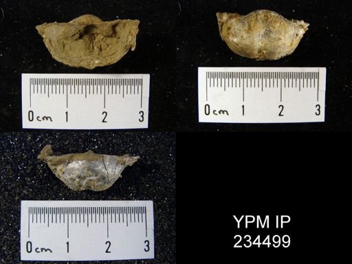 Marginifera splendens