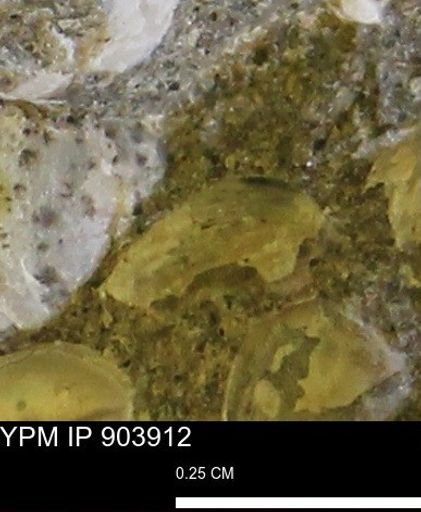 undet. Bivalvia