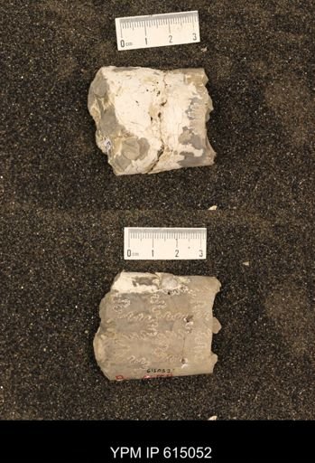 Baculites grandis