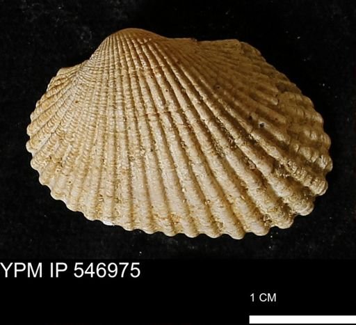 Scapharca transversa