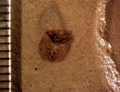 Heteroptera?