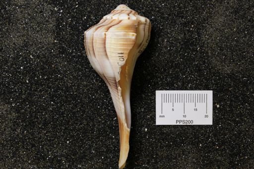 Sinistrofulgur perversum
