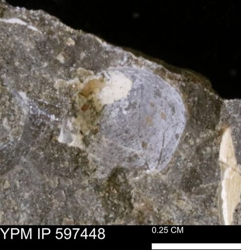 undet. Bivalvia