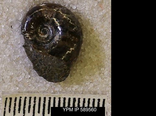 Hoploscaphites comprimus