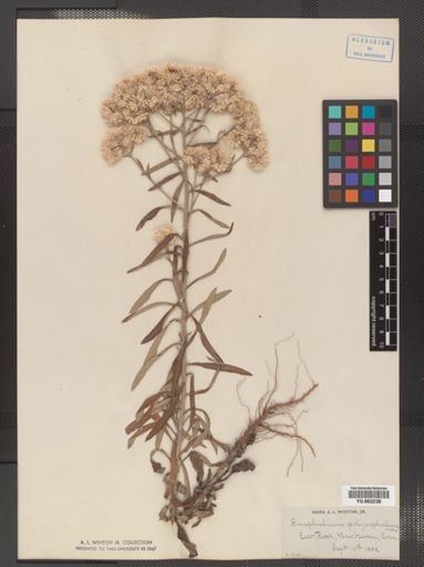 Gnaphalium obtusifolium