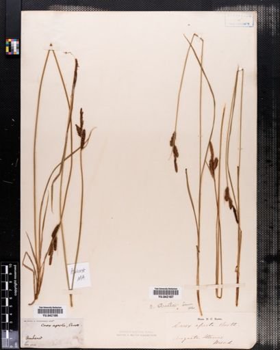 Carex stricta