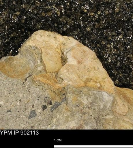 undet. Mollusca