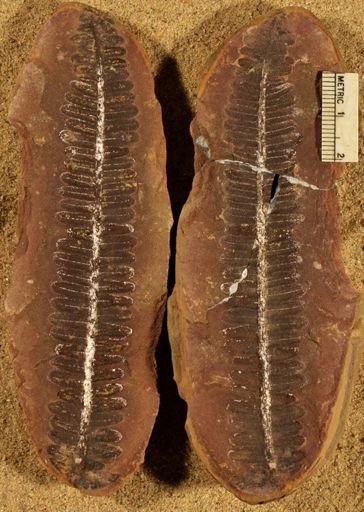 Pecopteris