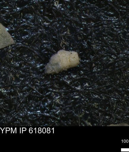 undet. Foraminiferida