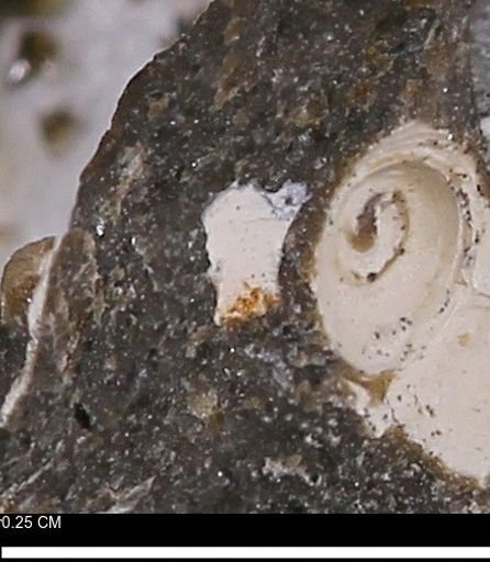 Limopsis striatopunctatus