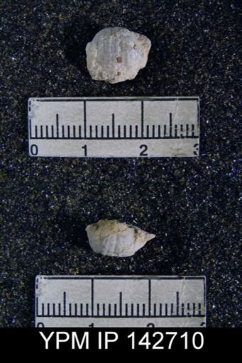 Chonetella nasuta