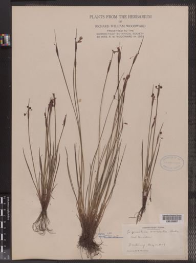 Sisyrinchium mucronatum