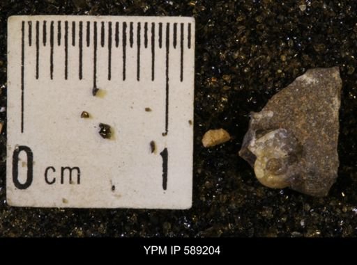 Discoscaphites rossi